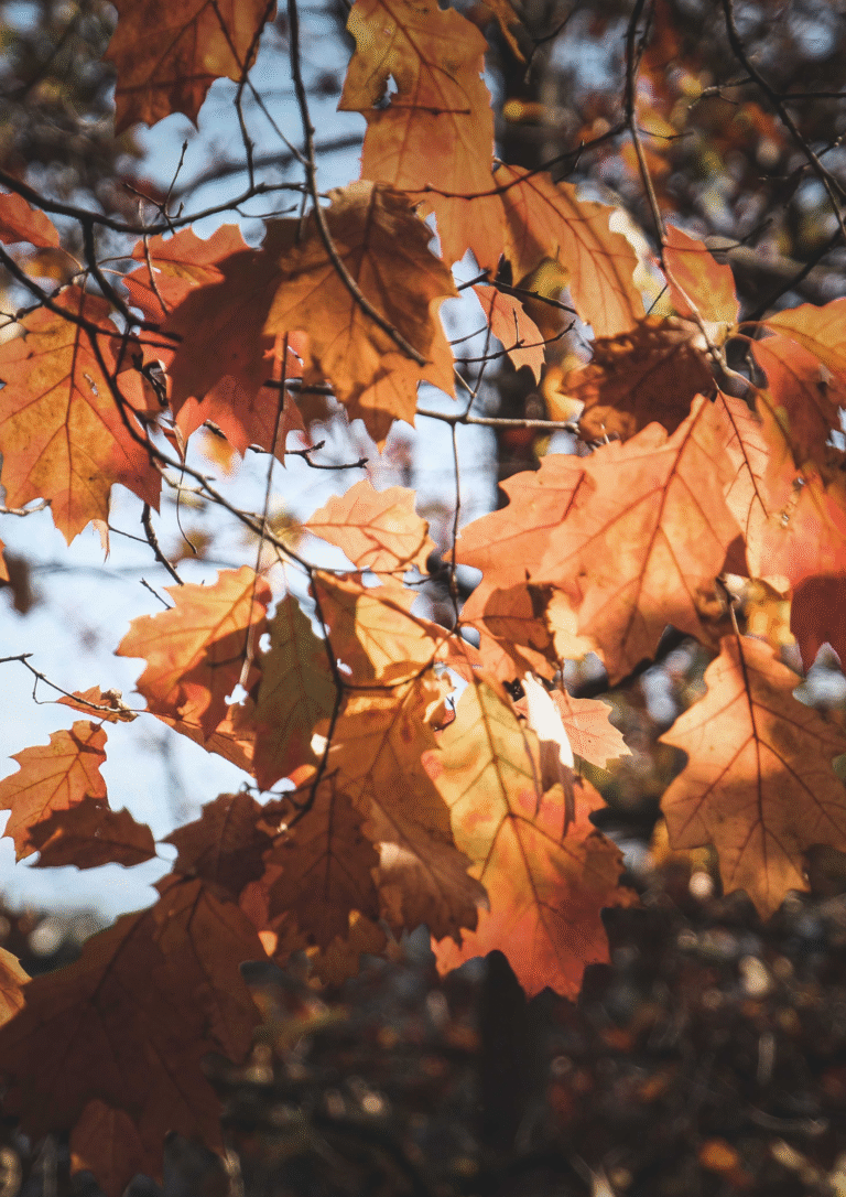 Herbstklang der Seele – Ernten, Loslassen, Sein