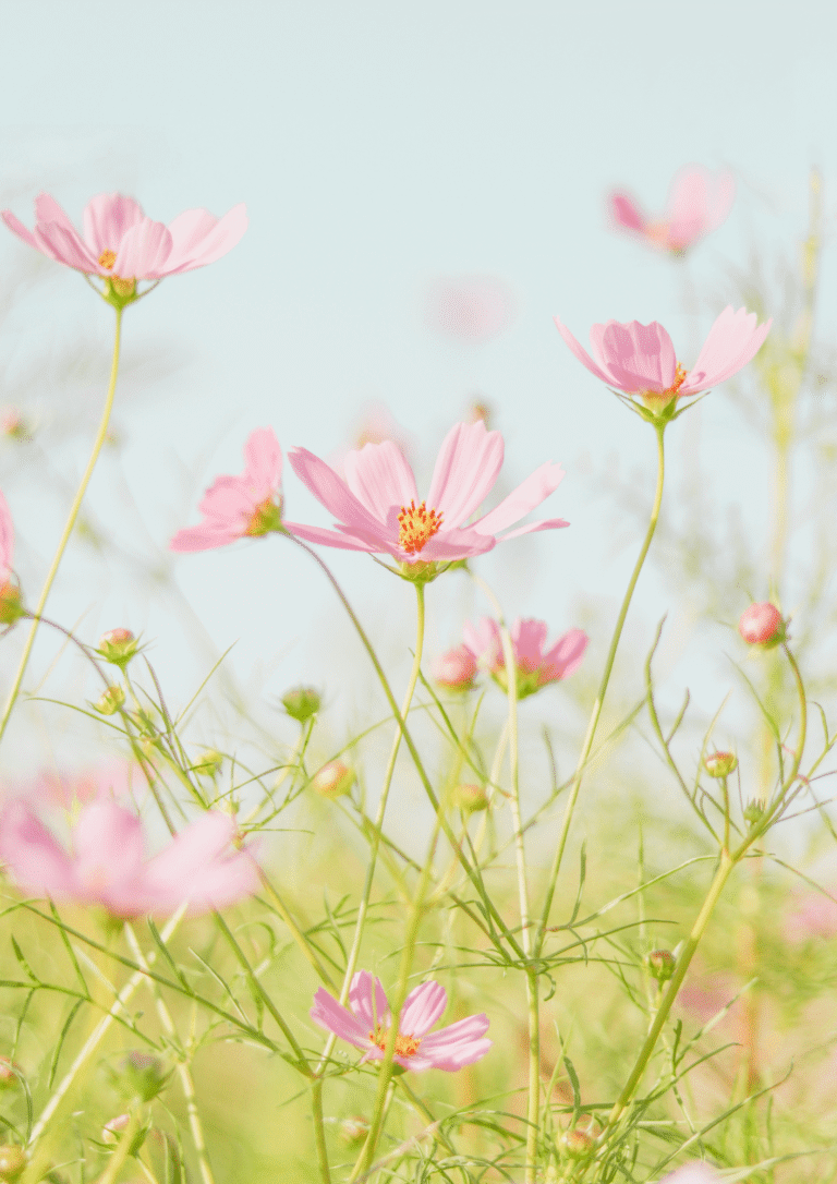 Seelenrhytmus Frühling